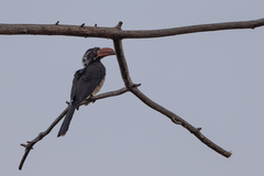 Lophoceros alboterminatus