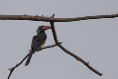 Lophoceros alboterminatus