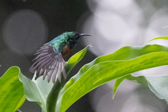 Cinnyris chloropygius