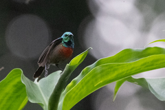 Cinnyris chloropygius