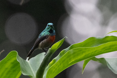 Cinnyris chloropygius