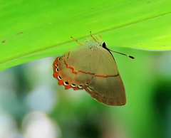 Euselasia ignitus