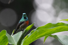 Cinnyris chloropygius