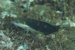 Thalassoma jansenii