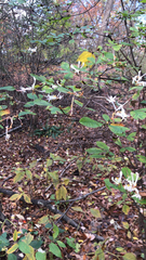 Rhododendron viscosum