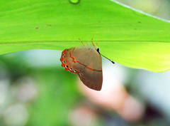 Euselasia ignitus