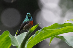 Cinnyris chloropygius