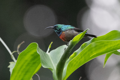 Cinnyris chloropygius