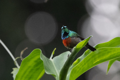 Cinnyris chloropygius