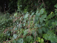 Boehmeria silvestrii