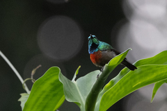 Cinnyris chloropygius