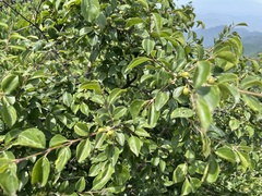 Rhamnus bungeana