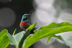 Cinnyris chloropygius