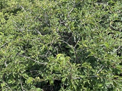 Rhamnus bungeana