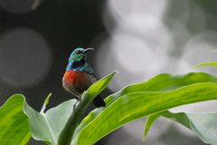 Cinnyris chloropygius