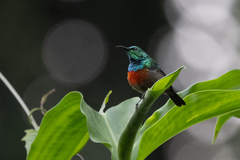 Cinnyris chloropygius