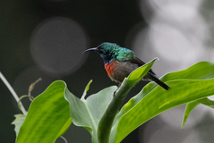 Cinnyris chloropygius