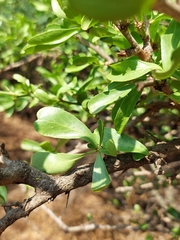 Gymnosporia buxifolia
