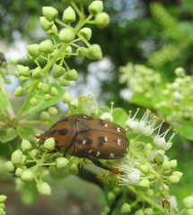Tephraea leucomelona