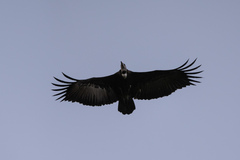 Necrosyrtes monachus