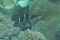 Paraluteres prionurus