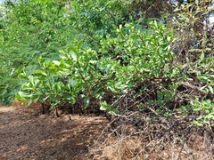 Gymnosporia buxifolia