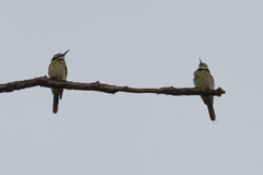 Merops albicollis