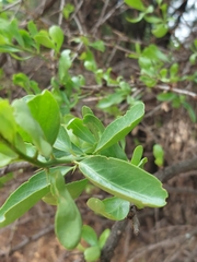 Gymnosporia buxifolia
