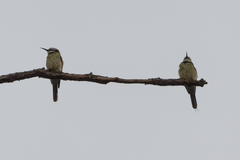 Merops albicollis