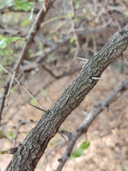 Gymnosporia buxifolia