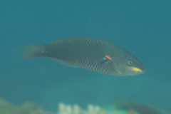 Stethojulis bandanensis