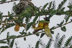 Ploceus jacksoni