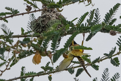 Ploceus jacksoni