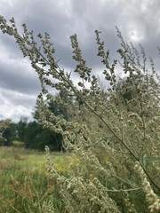 Artemisia vulgaris