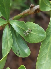Gymnosporia buxifolia