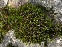 Schistidium apocarpum