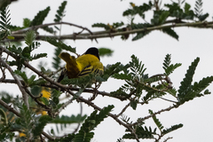 Ploceus jacksoni