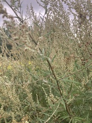 Artemisia vulgaris