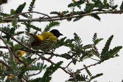 Ploceus jacksoni