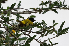 Ploceus jacksoni