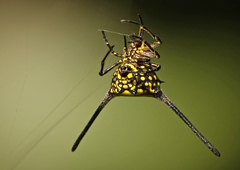 Gasteracanthinae