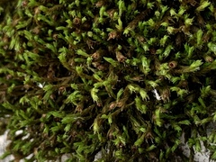 Schistidium apocarpum