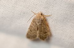 Caradrina clavipalpis