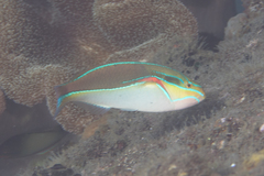 Stethojulis bandanensis