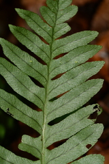 Polypodium vulgare