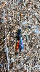 Elaphroptera