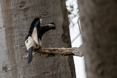 Bycanistes subcylindricus