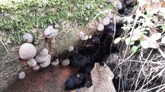 Daldinia childiae