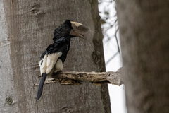Bycanistes subcylindricus