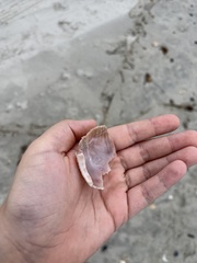 Semicassis granulata